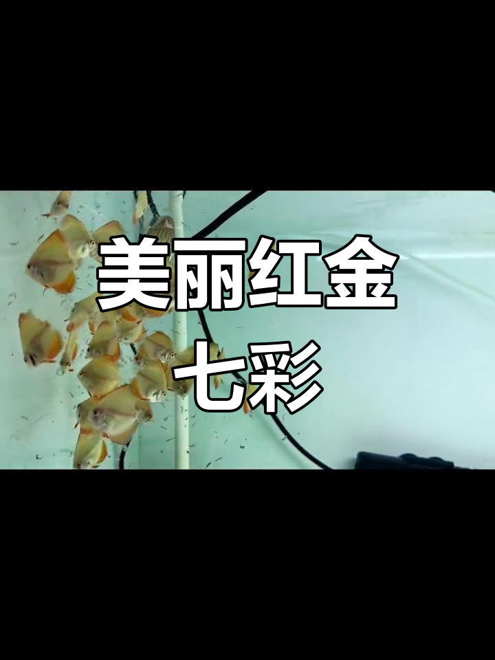 红金七彩神仙鱼,展现自然之美