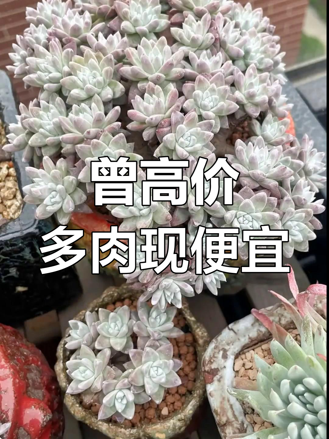 多肉植物价格大跌,这些曾经昂贵的品种现在超亲民