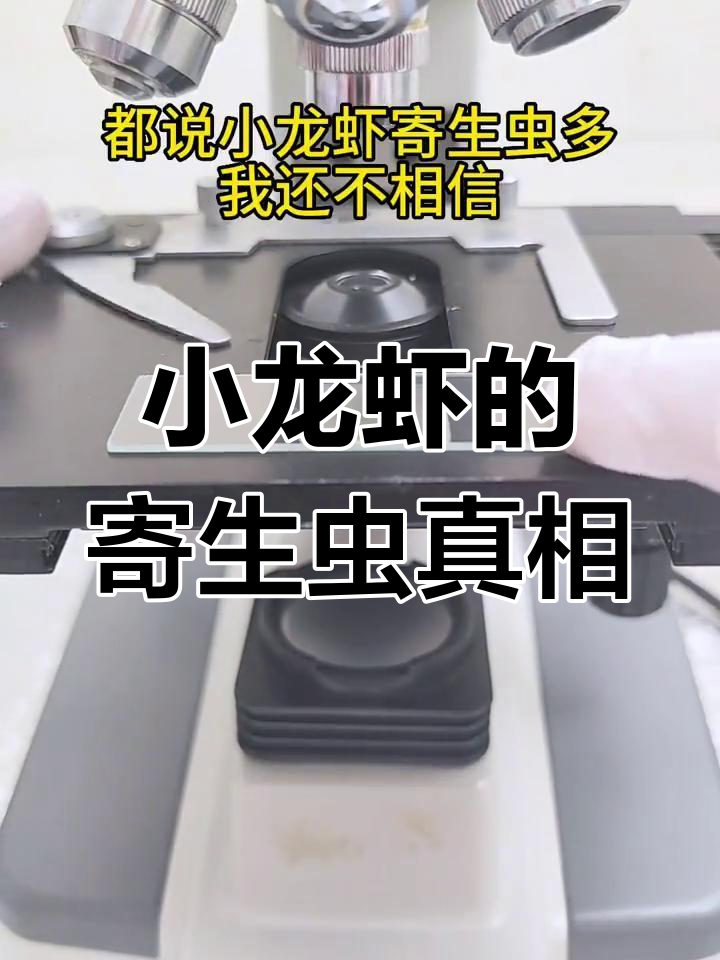 小龙虾真有寄生虫?放大镜揭秘!