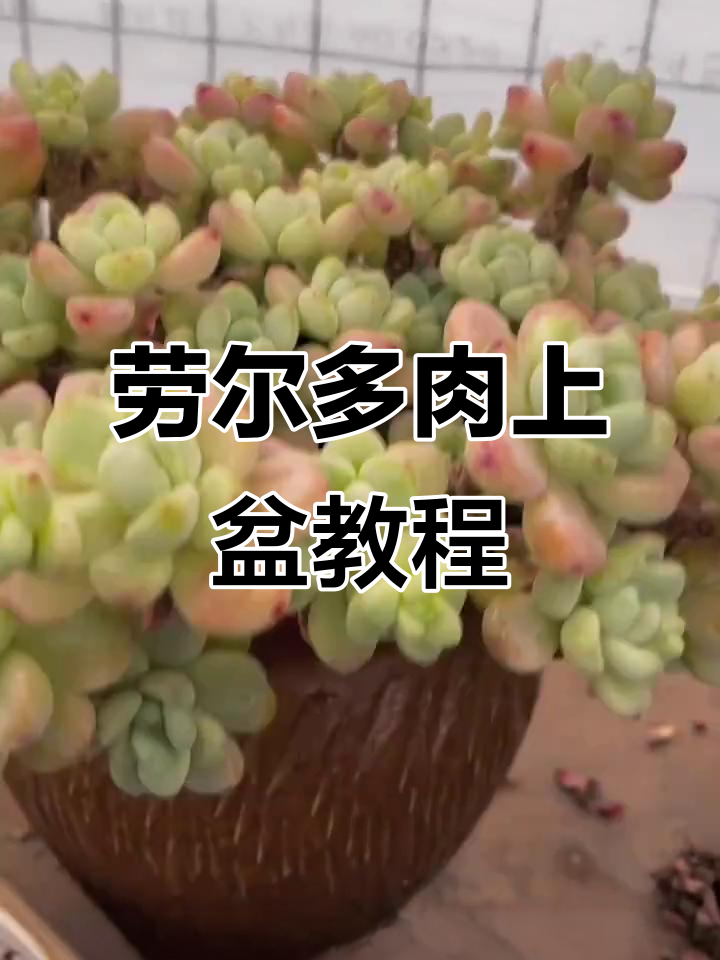 劳尔多肉拼盘养护技巧，如何选盆土与小苗搭配