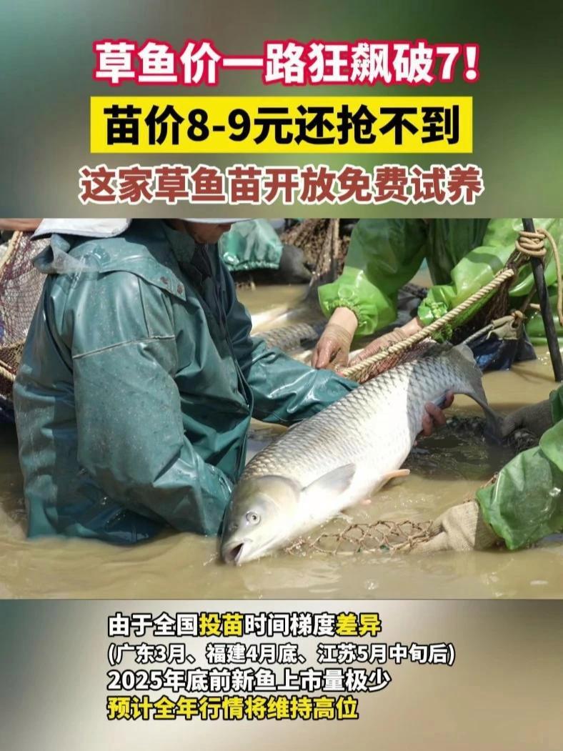 草鱼价一路狂飙破7!苗价8-9元还抢不到,“顺兴泰”长草鱼苗开放免费试养!草鱼苗 草鱼养殖