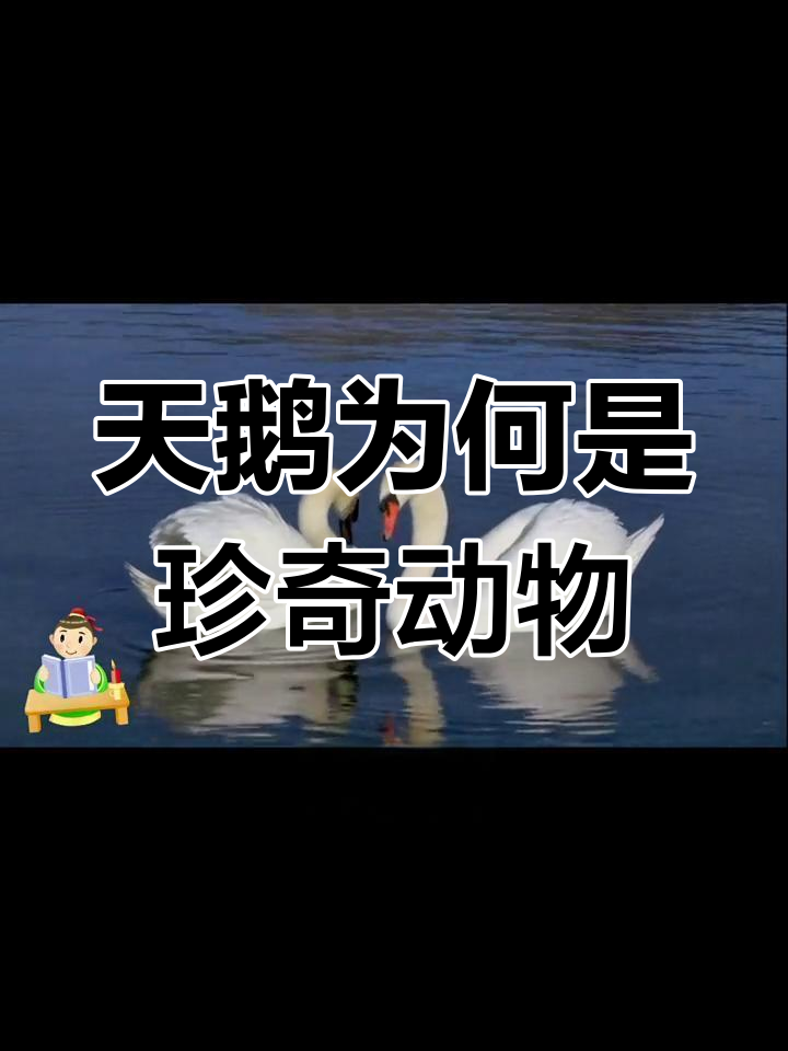 天鹅的种类与特征解析