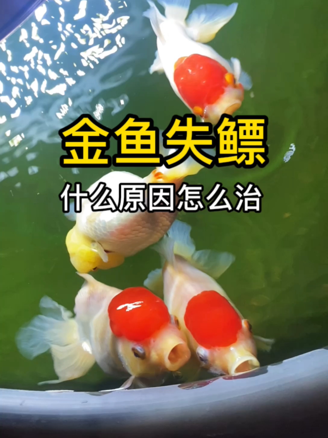 金鱼失鳔了怎么办?什么原因呢?