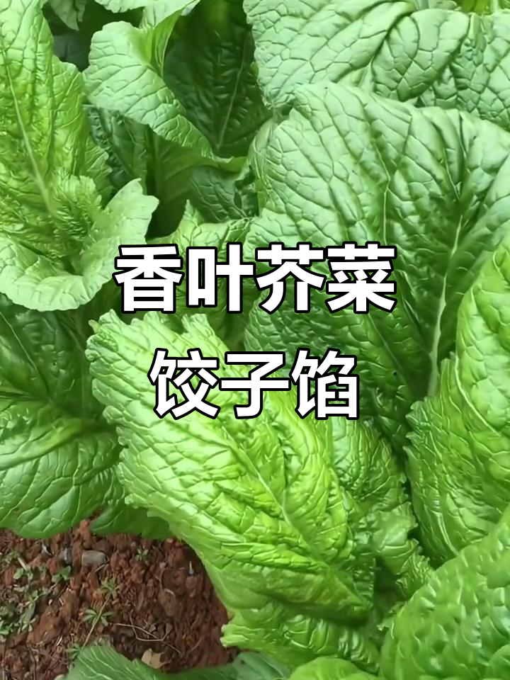 香叶芥菜包饺子,清香又美味,种起来超简单