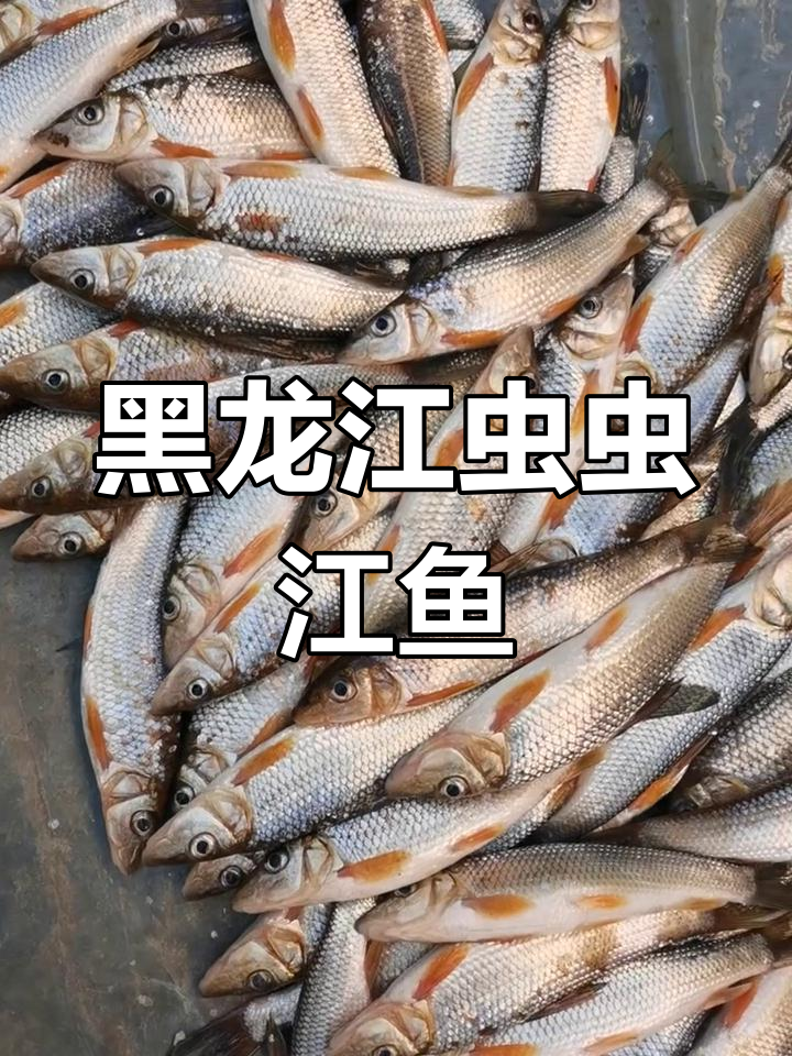 黑龙江虫虫江鱼,纯野生美味又便宜