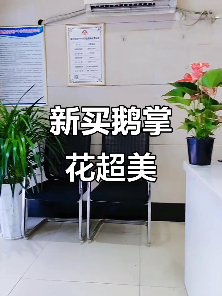 潘哥新买的鹅掌花,颜值爆表!