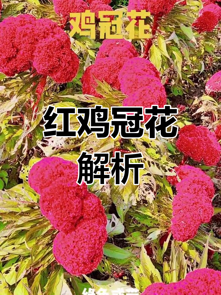鸡冠花的形态与特征
