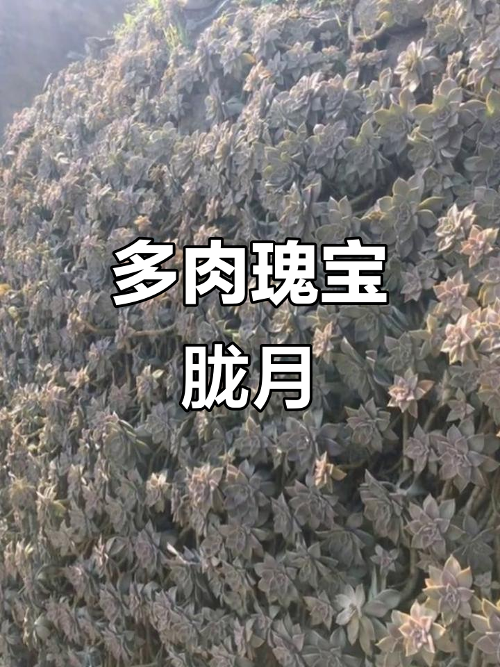 胧月,皮实易养的多肉植物,瀑布桩的完美选择