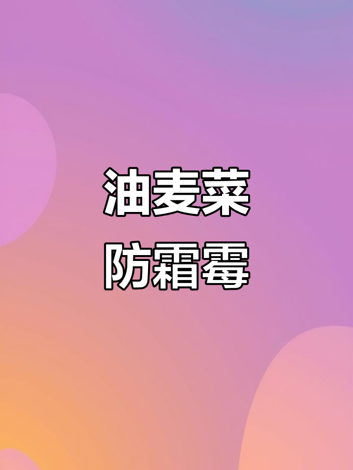 霜霉病防治技巧,油麦菜如何应对?