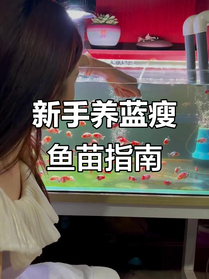 兰寿鱼苗养殖全攻略,新手必看!