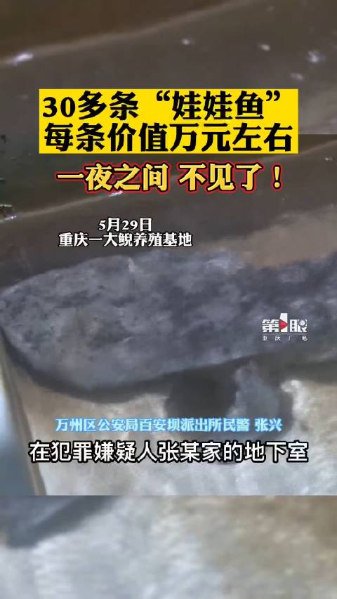 「重庆4人一夜偷走33条价值30多万元娃娃鱼」近日,重庆万州区长滩镇,一大鲵养殖基地一夜之