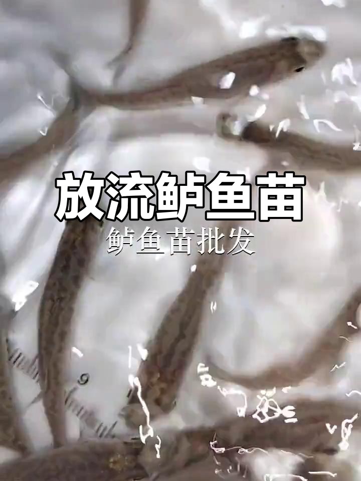 鲈鱼苗放生,狮岭水域再现生机