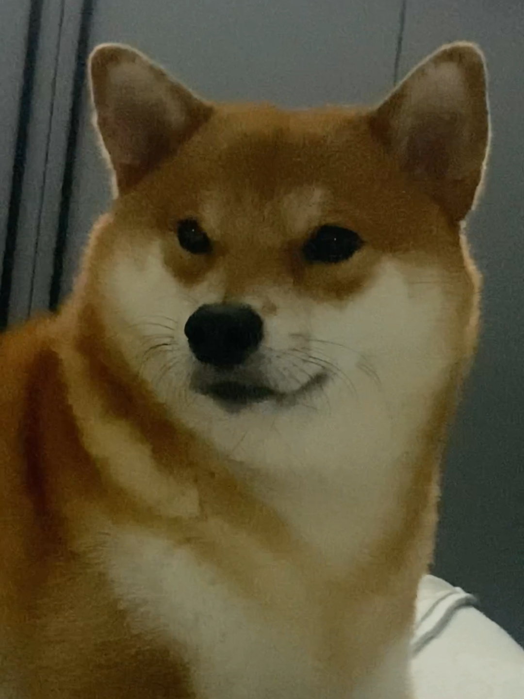 论柴犬的叫声是什么样的