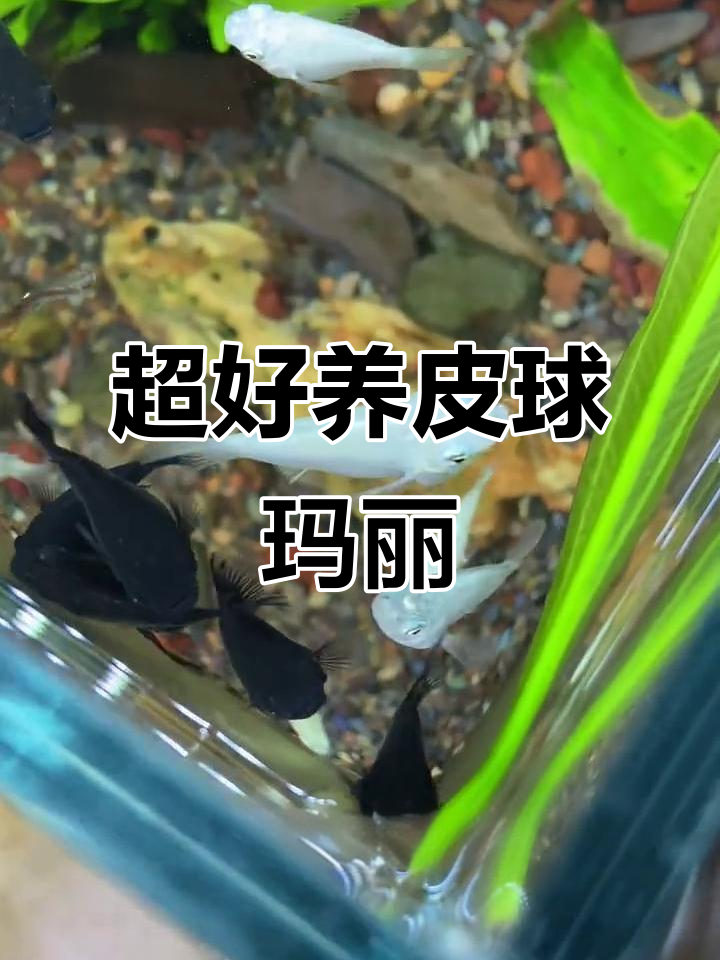 皮球玛丽：超耐养的观赏鱼，轻松入门不挑水质