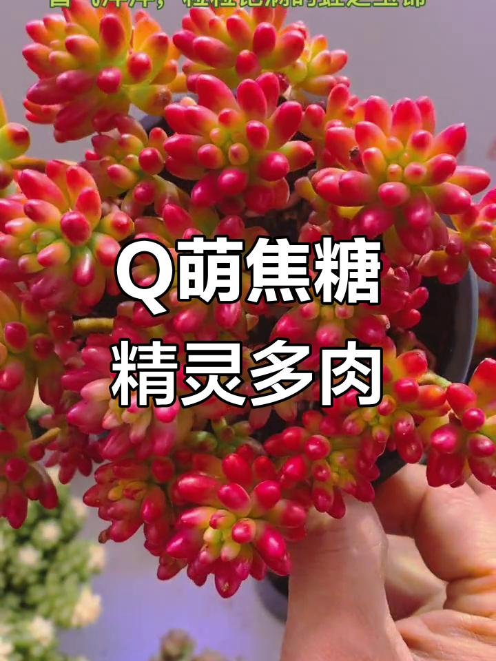 焦糖精灵多肉:Q萌老桩碧桃,喜气洋洋的套餐来袭