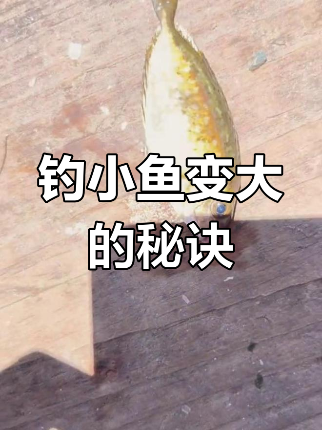 海陵岛鱼排钓鱼技巧:如何拍出大鱼效果