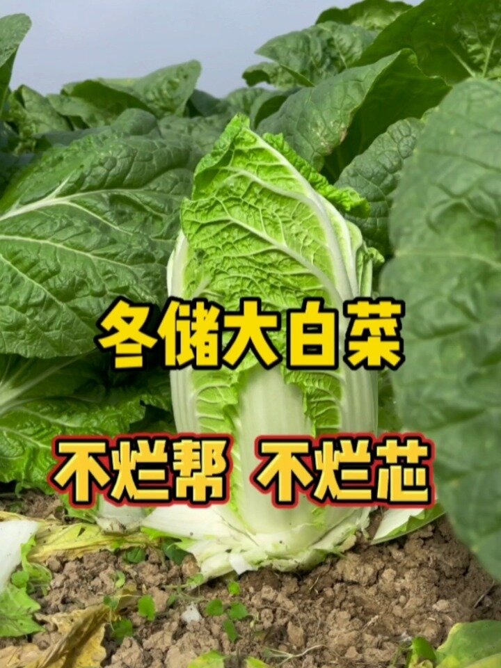 白菜储存方法