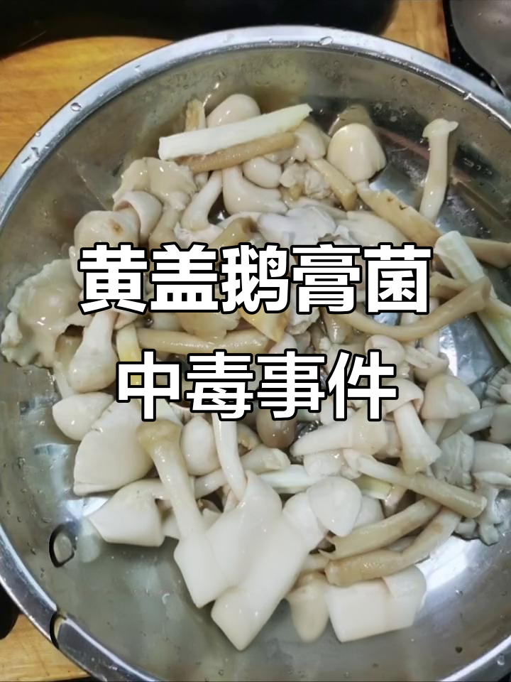 山东潍坊误食毒蘑菇，黄盖鹅膏菌白色变种引发中毒