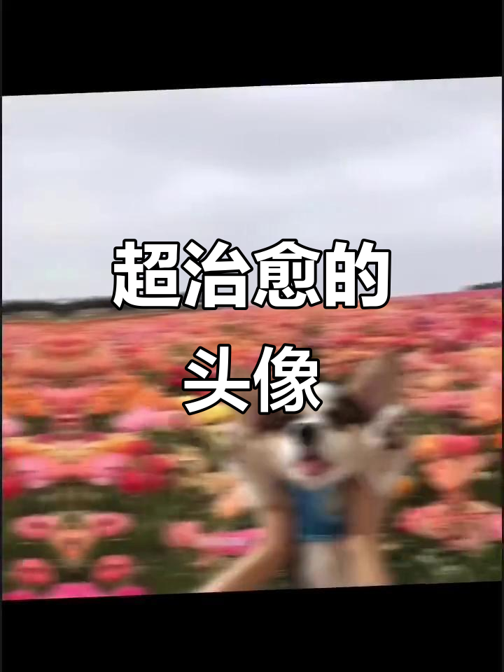 治愈系头像,让你心情瞬间变好