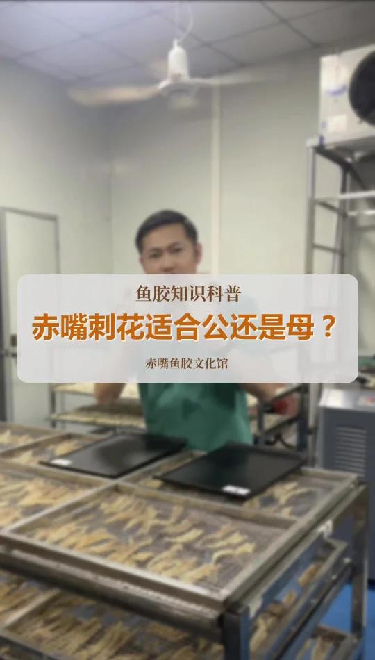 赤嘴刺花适合公胶还是母胶?