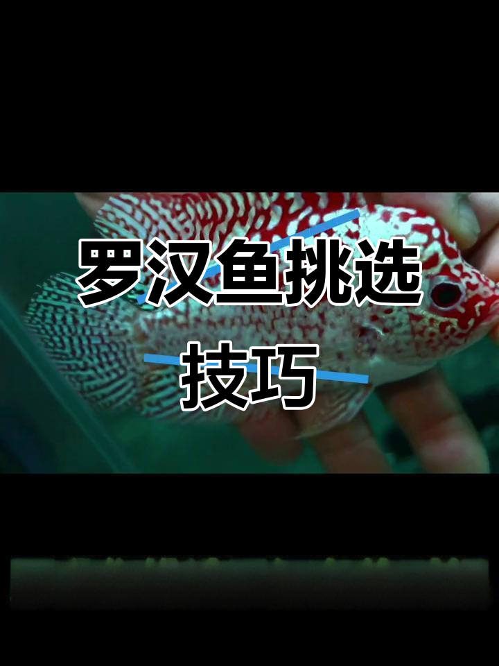 如何挑选罗汉鱼?颜色、纹路、体型全解析