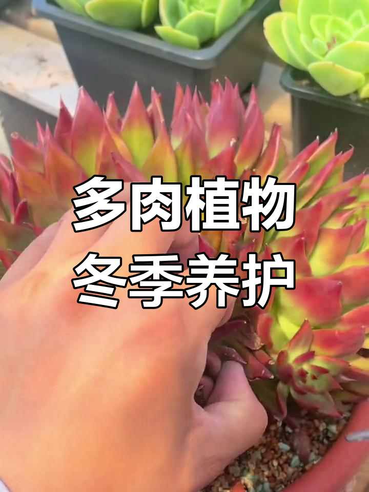 冬季多肉养护技巧:如何避免冬云系冻伤与黑腐