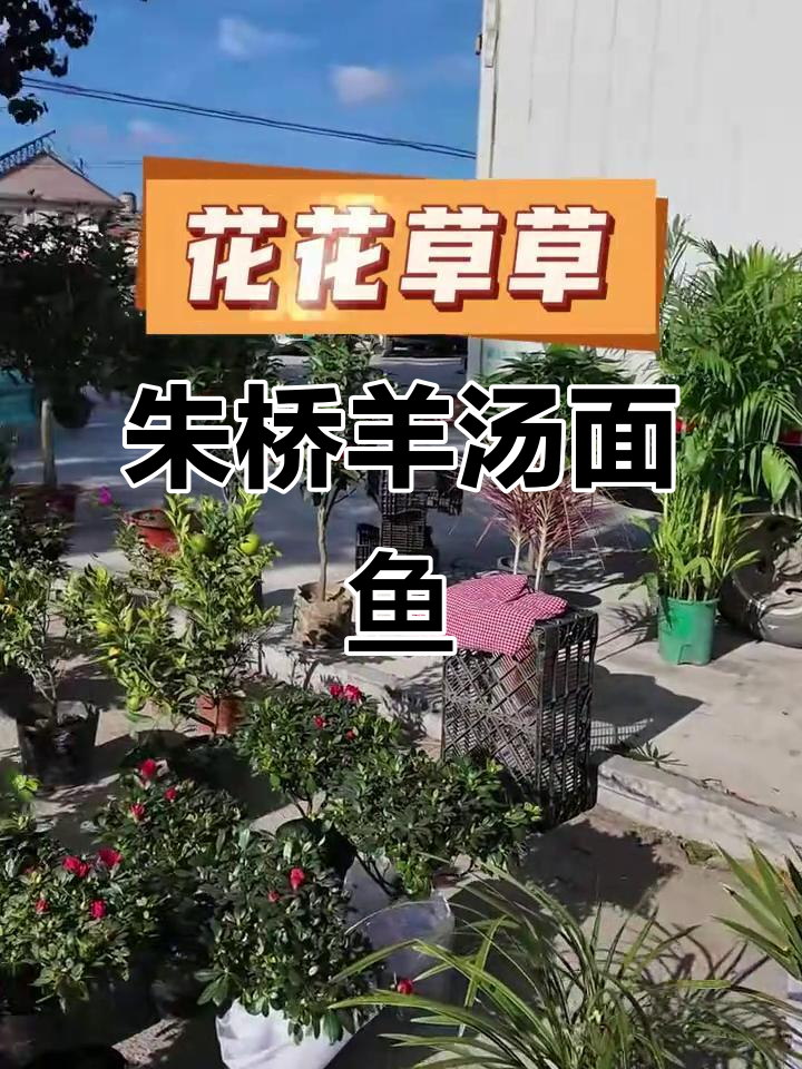 朱桥大集羊汤,莱州美食新体验