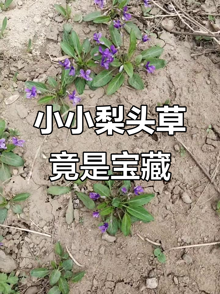 紫花地丁:看似不起眼,却藏着大秘密的野菜