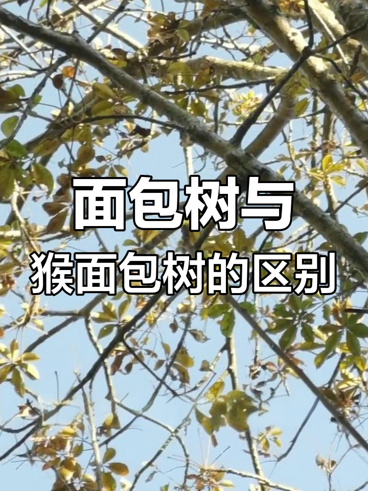面包树和猴面包树的真相,区别竟然这么大!