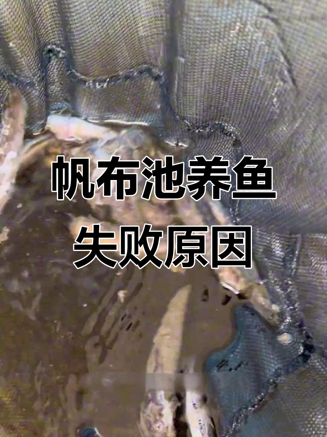 帆布池养鱼实验:为何埃及鲢鱼无法存活?