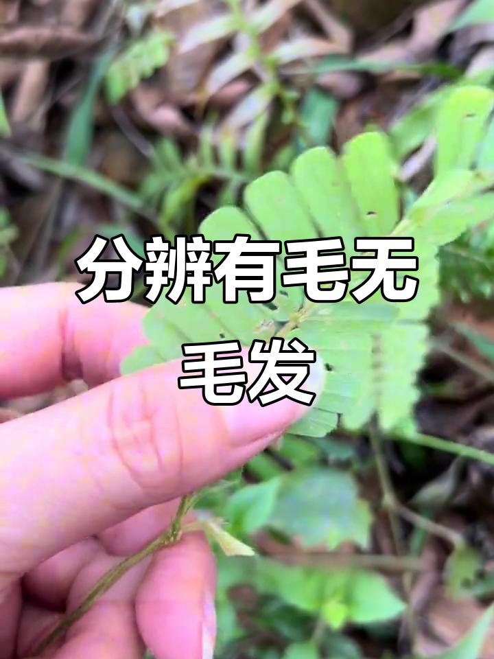 有毛鸡骨草与无毛相思藤，如何区分它们？