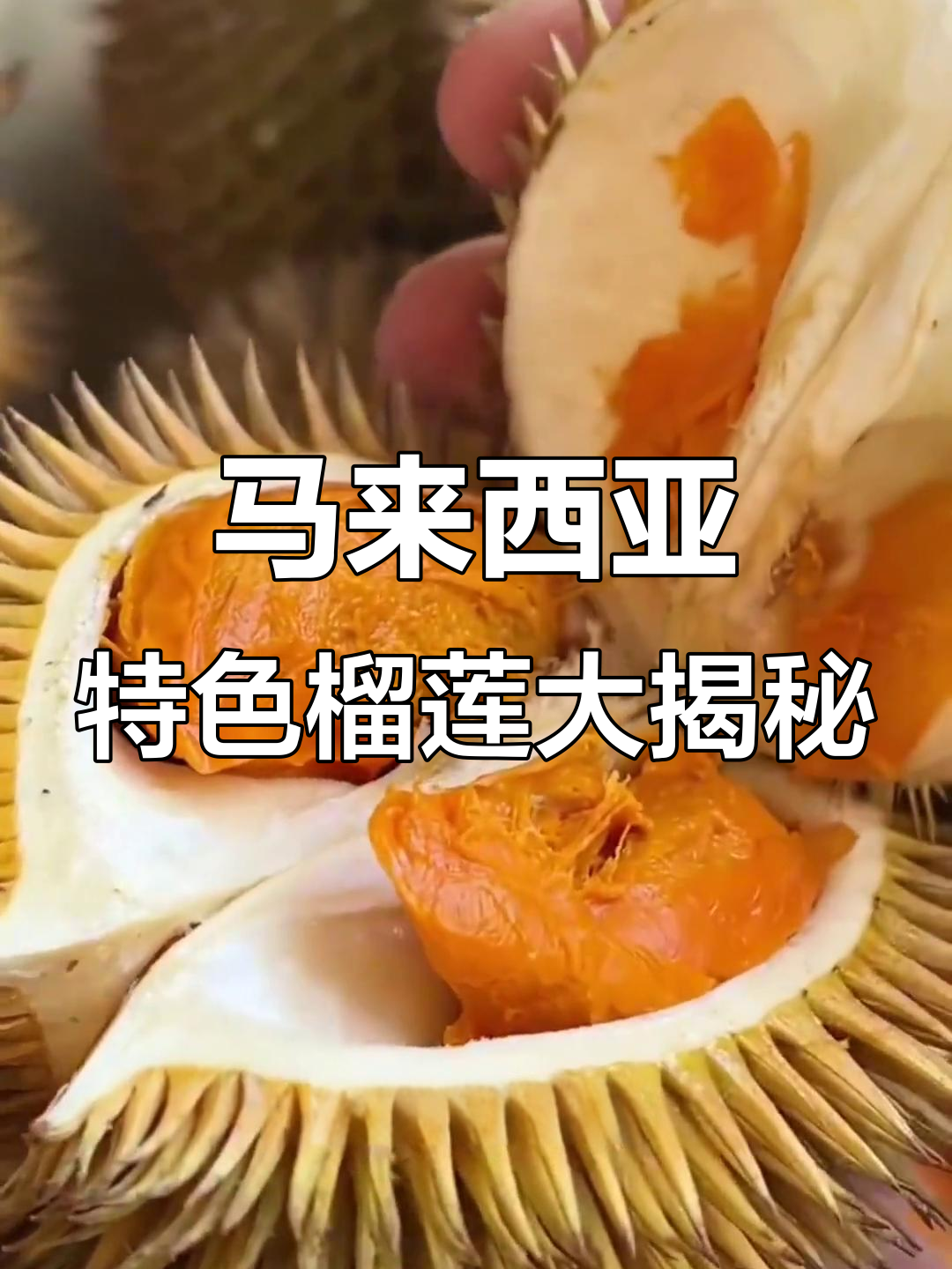 探秘马来西亚独特榴莲品种，薄荷、红虾、苏丹王一网打尽