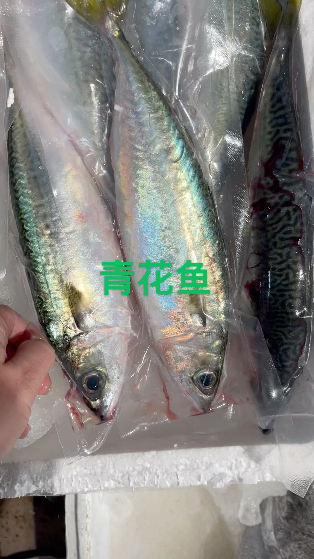 青又称油胴鱼、鲭鱼、花池鱼、花巴、花鳀、青占