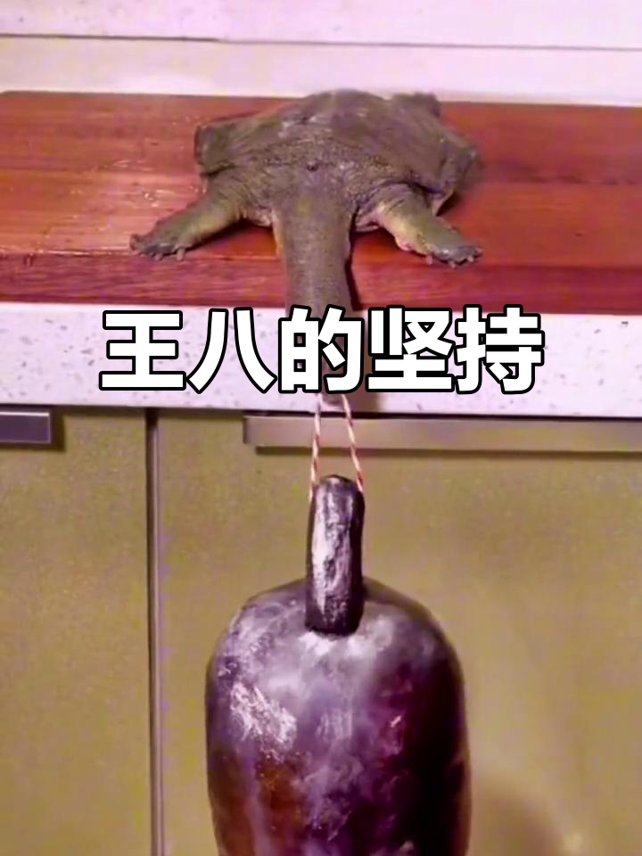 王八吃秤砣铁了心,笑到不行!