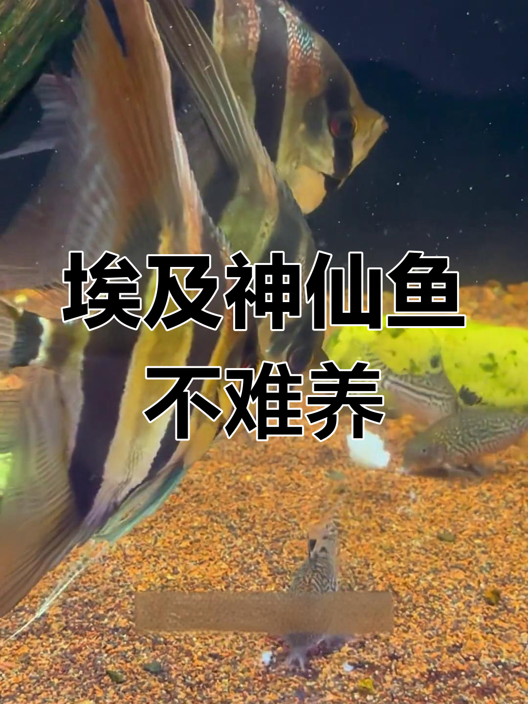 埃及神仙鱼养护全攻略:懒人也能轻松养