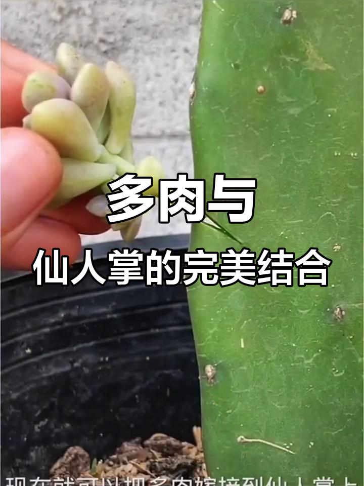 仙人掌嫁接多肉,简单步骤教你轻松操作