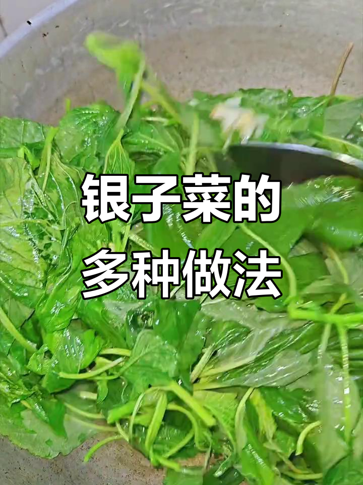 银银菜:凉拌、炒食或熬稀饭,怎么吃都美味