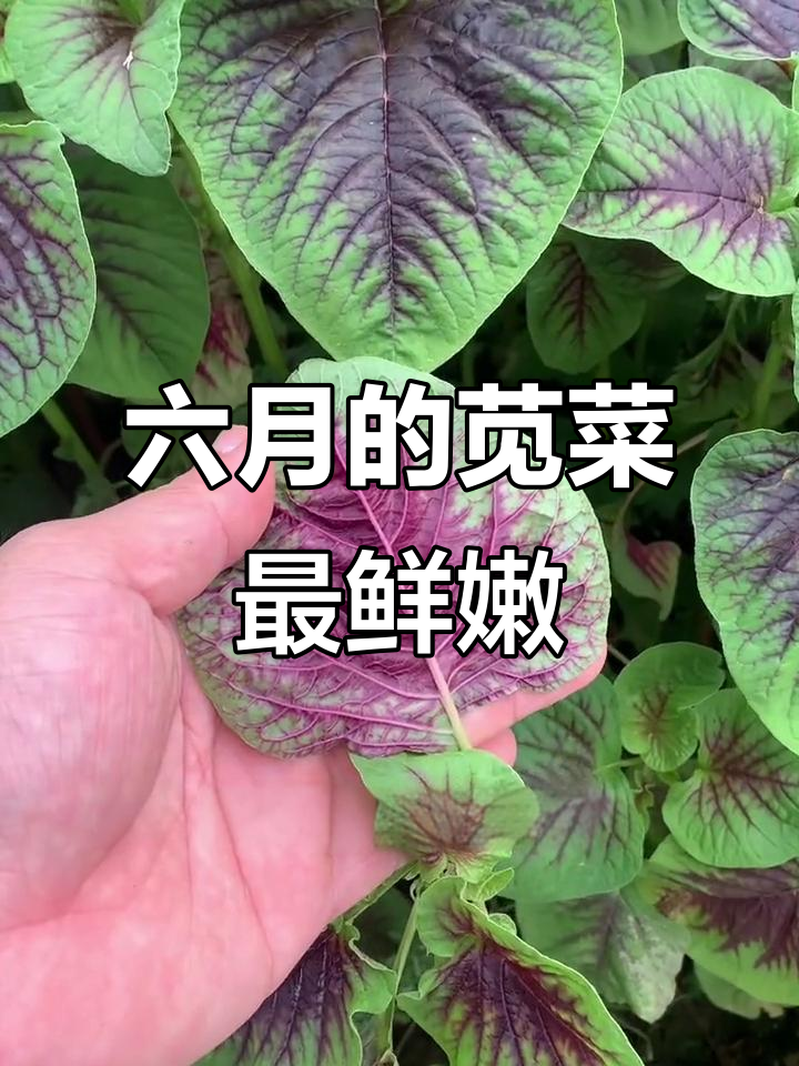 六月苋菜赛鸡蛋,阳台小院轻松种