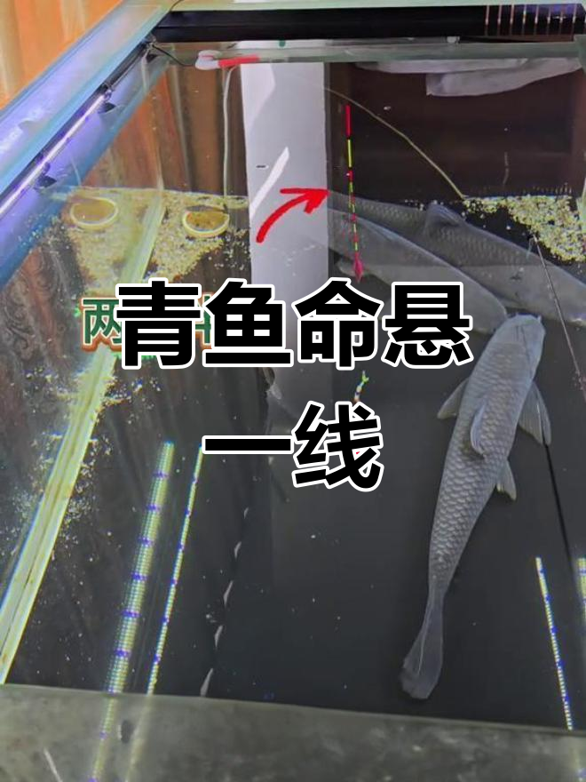 青鱼吃口时间决定命运,珠珠钓技巧大揭秘