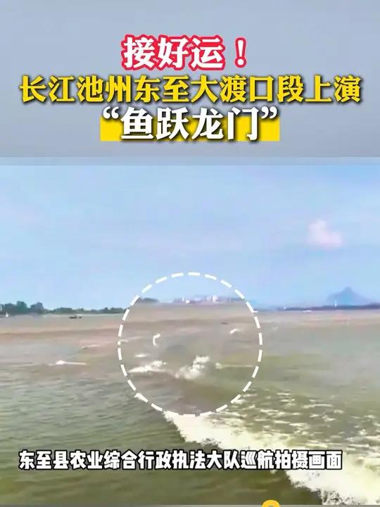 长江池州东至大渡口段上演“鱼跃龙门”,愿你我都像鱼儿一样,跃向更高的未来!见者好运(素材支