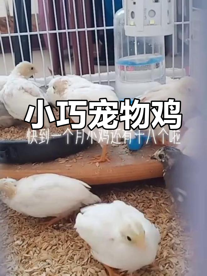 16天破壳,50克迷你鸡,适合家养的小型宠物