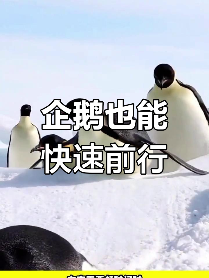 企鹅的雪地滑行技巧