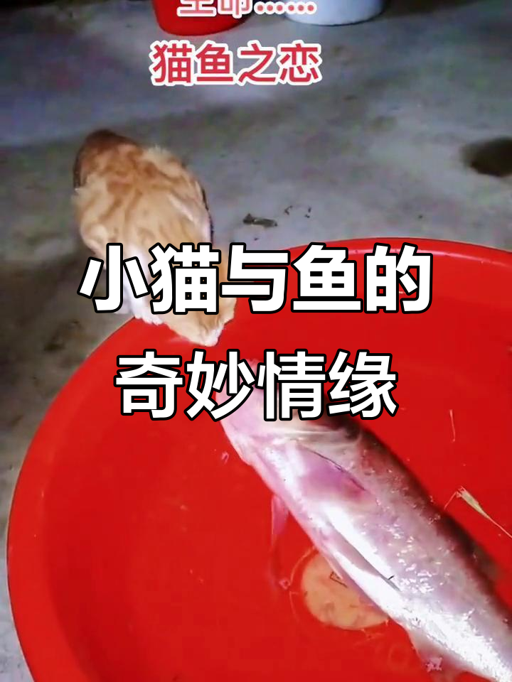 朋友送鱼,小猫好奇围观,究竟是救还是吃?