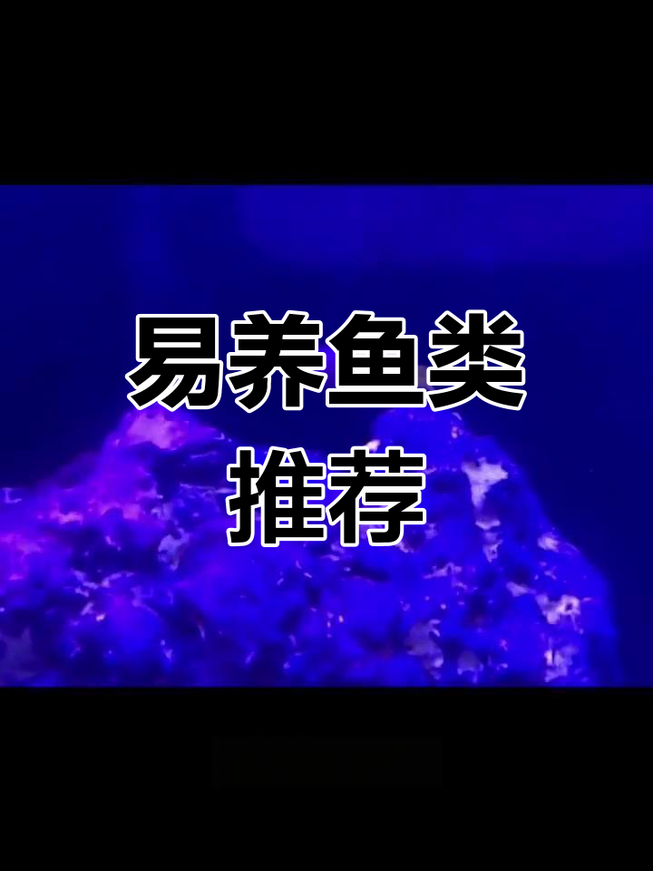 100元内易养鱼类,小丑鱼、虾虎等推荐