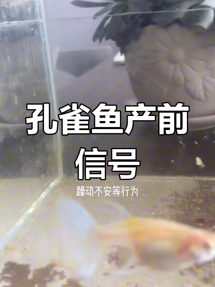 孔雀鱼快生小鱼的迹象,如何判断母鱼即将生产