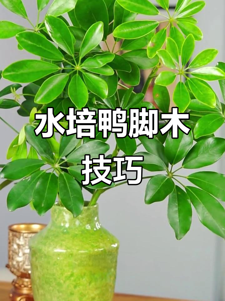 鸭脚木水培法:定期换水,散射光下养护