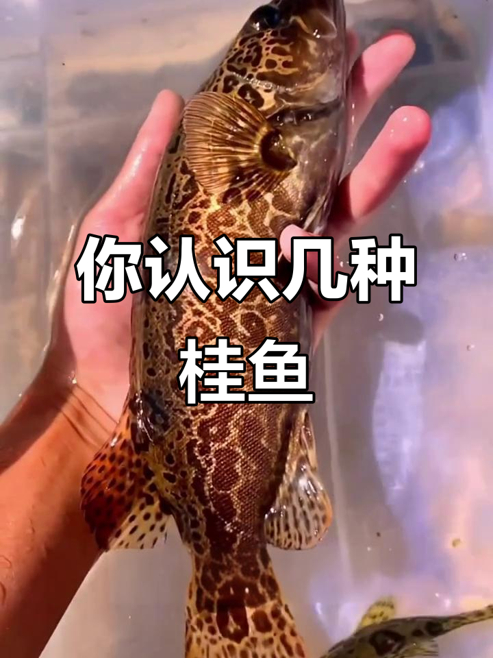 鳜鱼种类大揭秘,这些你都知道吗?