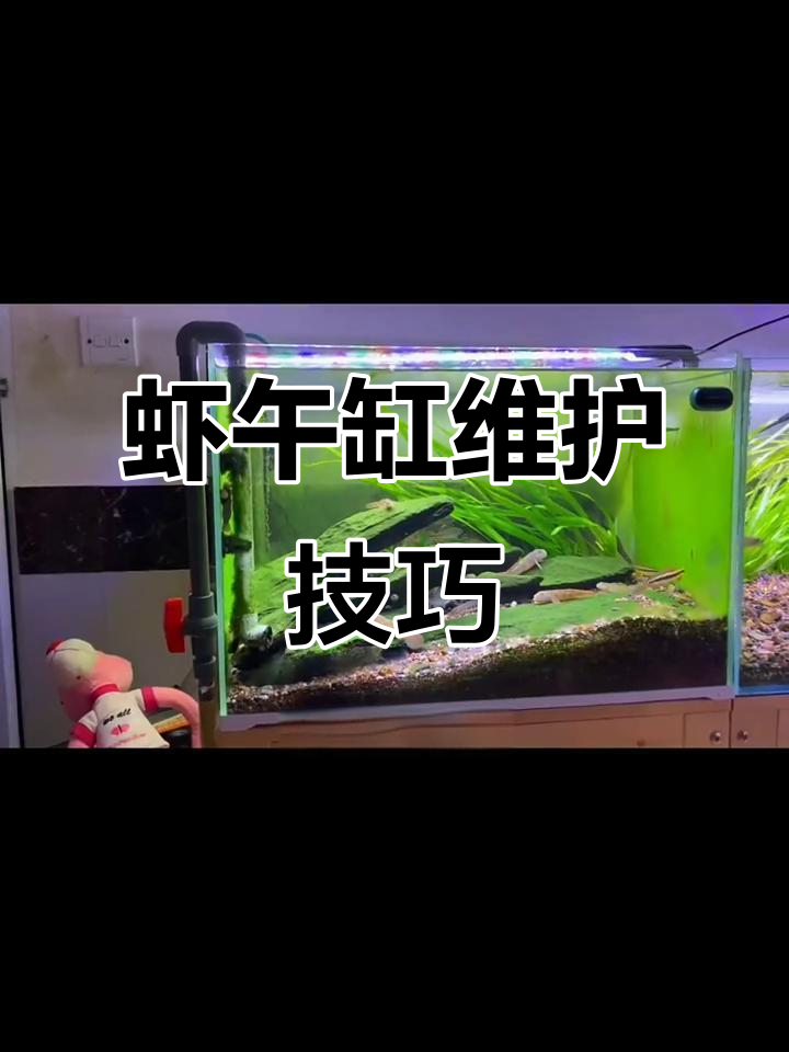 虾虎鱼缸维护心得:过滤、换水与灯光全解析