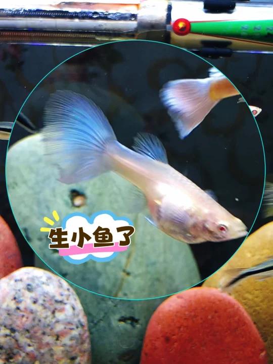 1.5日孔雀鱼生了,40只小鱼全活,期待爆缸吧