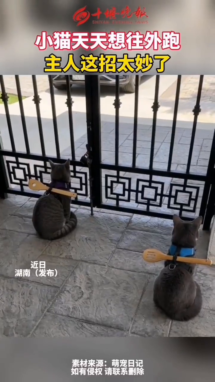 闲着也是闲着,你俩给我炒个菜得了